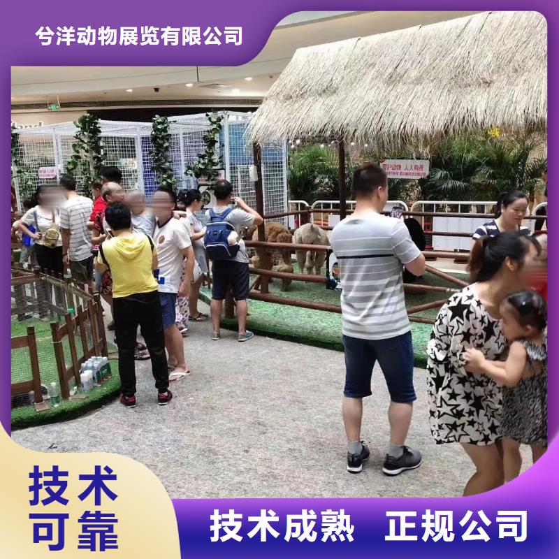 马戏团/羊驼美人鱼表演快速