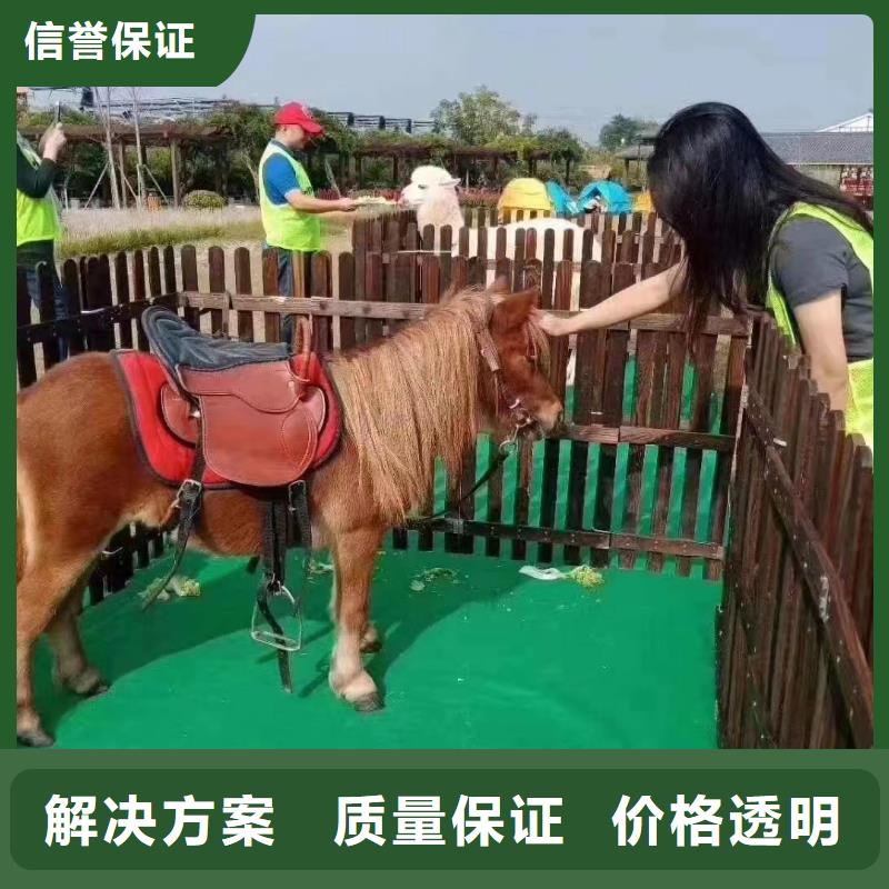 马戏团/羊驼羊驼出租多年行业经验