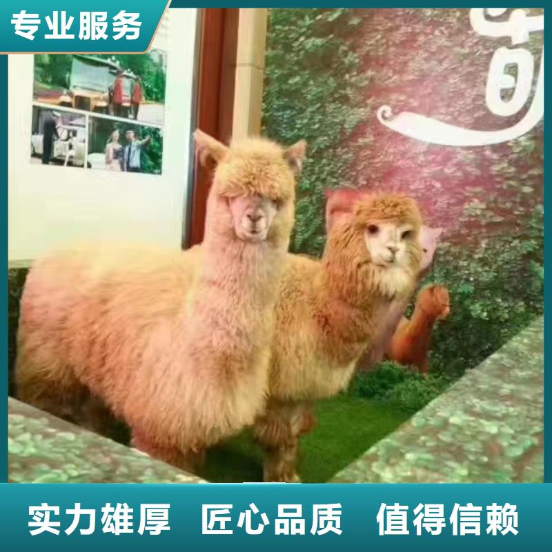 马戏团/羊驼-【动物展览秀】技术好