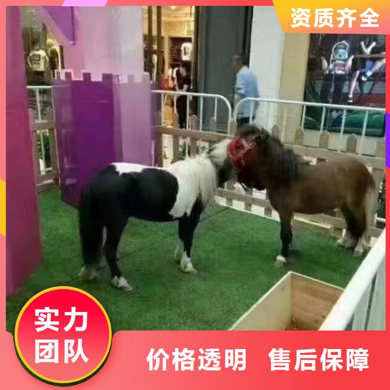马戏团/羊驼企鹅出租表演快速响应