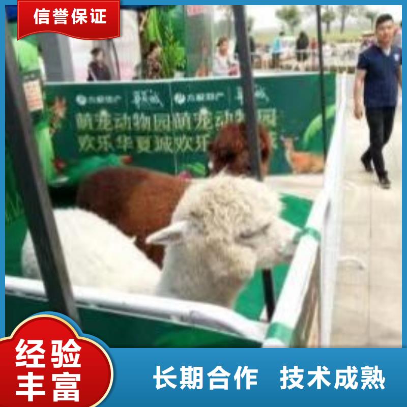 马戏团/羊驼海狮表演出租方便快捷
