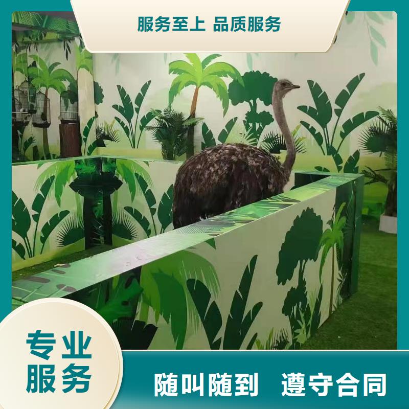 马戏团/羊驼海洋展租赁价格低于同行