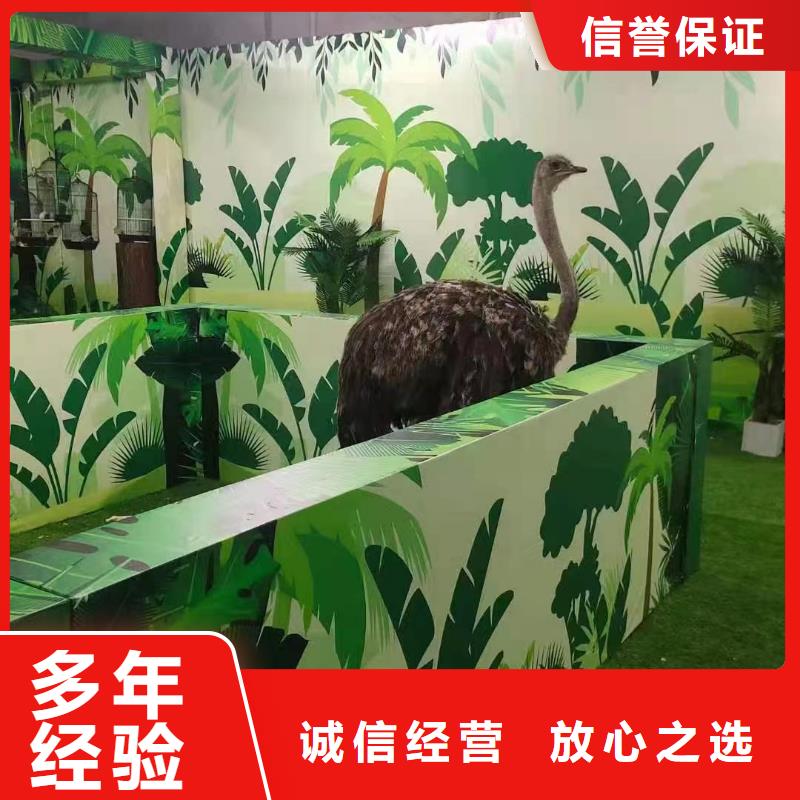 马戏团/羊驼出租表演鹦鹉多年行业经验