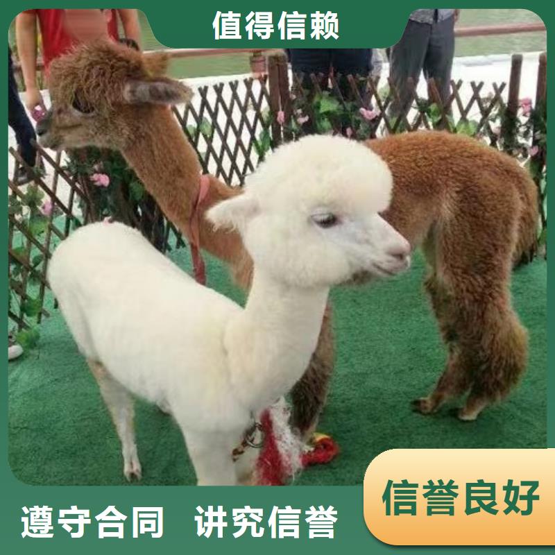 马戏团/羊驼海洋展租赁价格低于同行