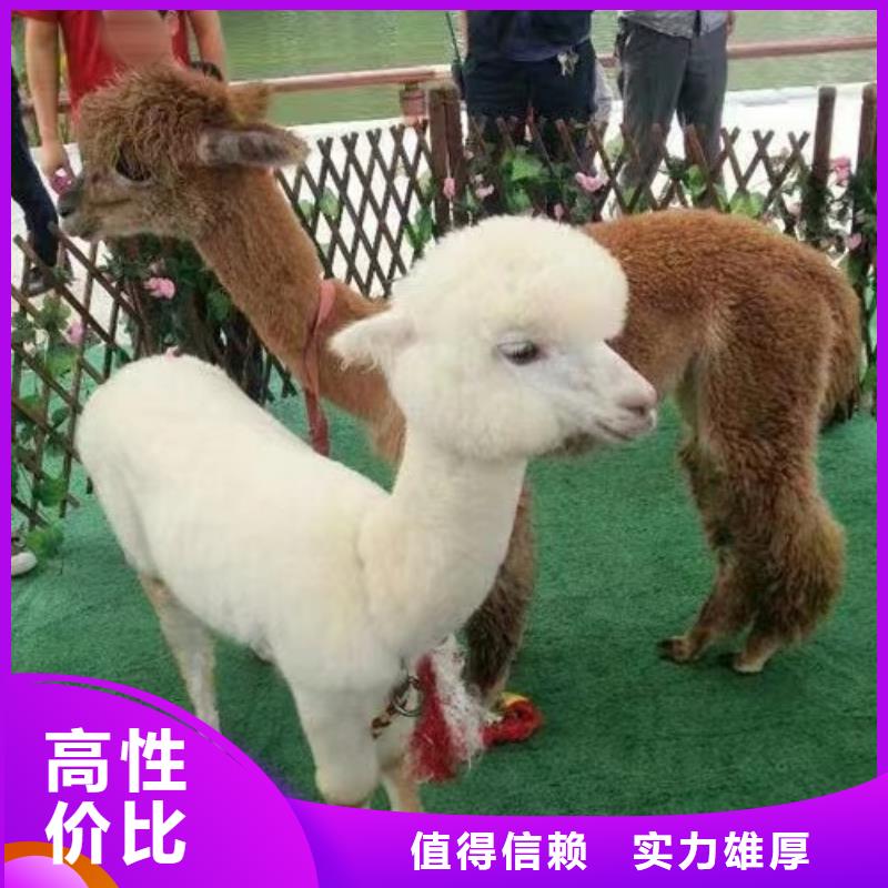【马戏团/羊驼羊驼出租比同行便宜】