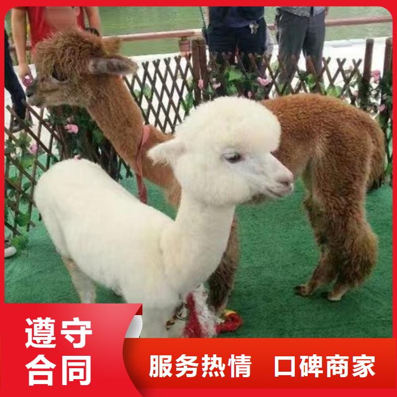 【马戏团/羊驼马戏团表演专业可靠】