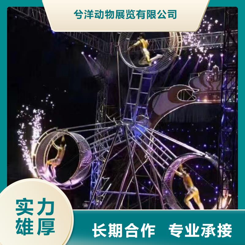 马戏团/羊驼【活体羊驼租赁】专业团队