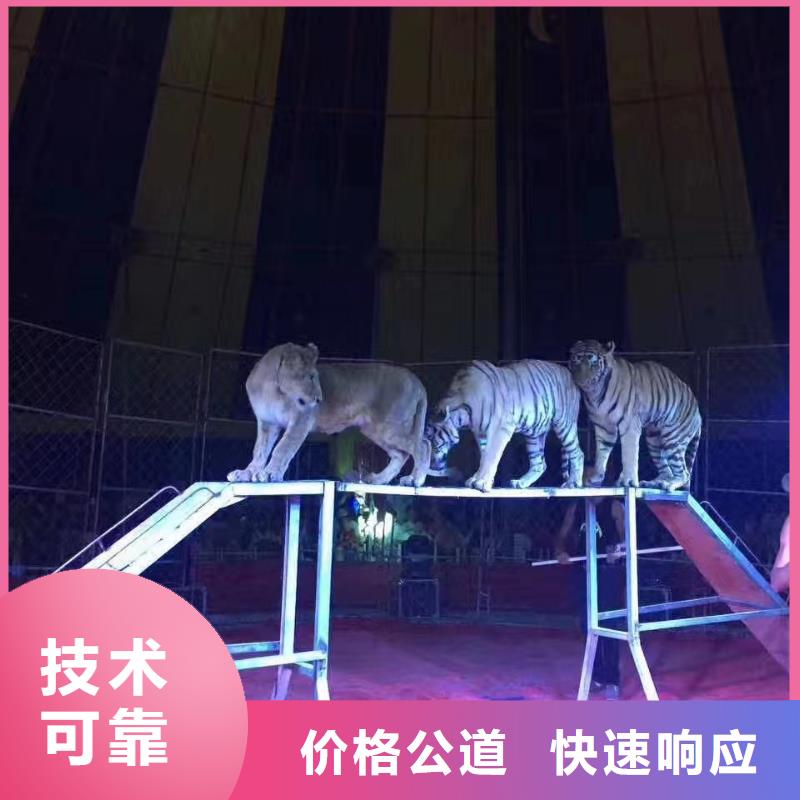 马戏团/羊驼马戏团表演承接