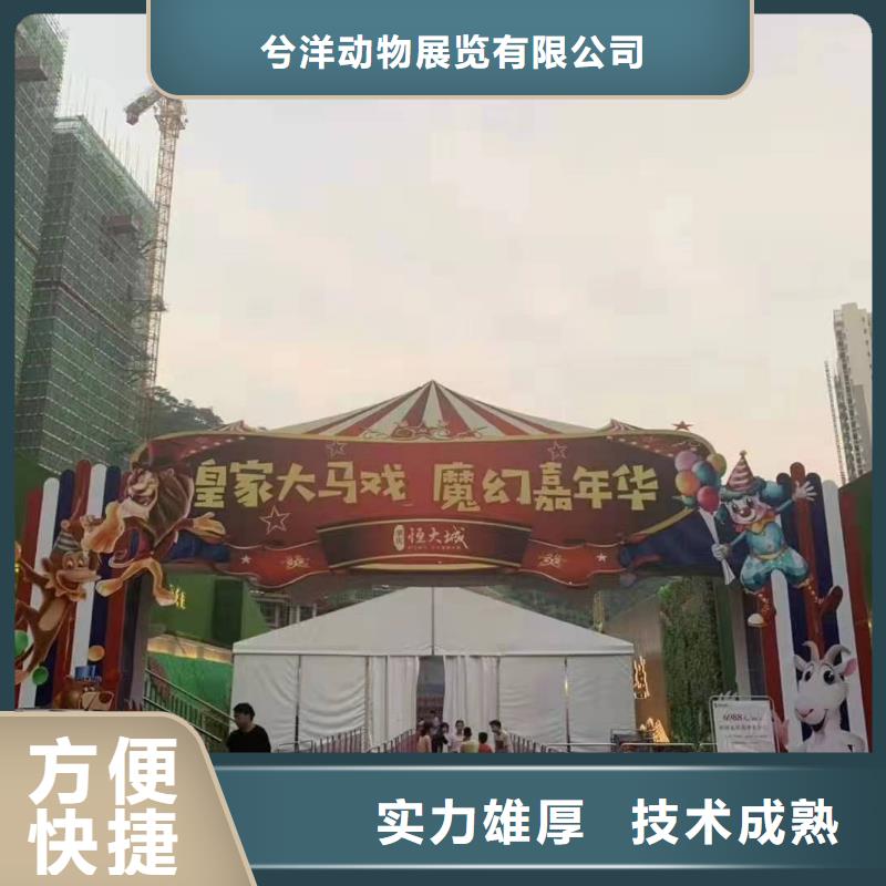 马戏团/羊驼羊驼出租欢迎询价