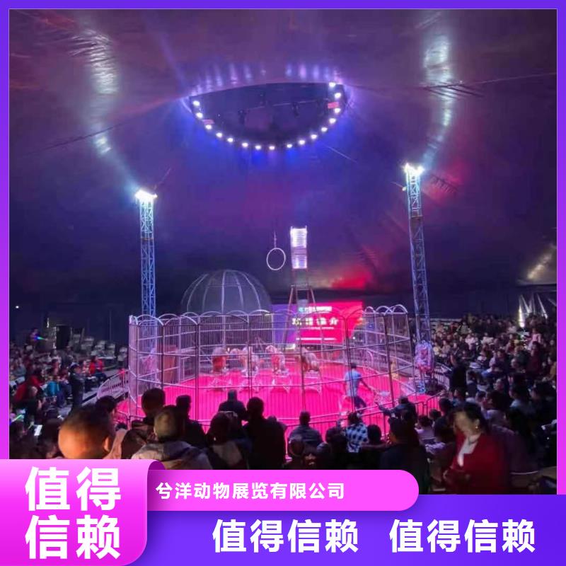 马戏团/羊驼动物表演租赁服务热情