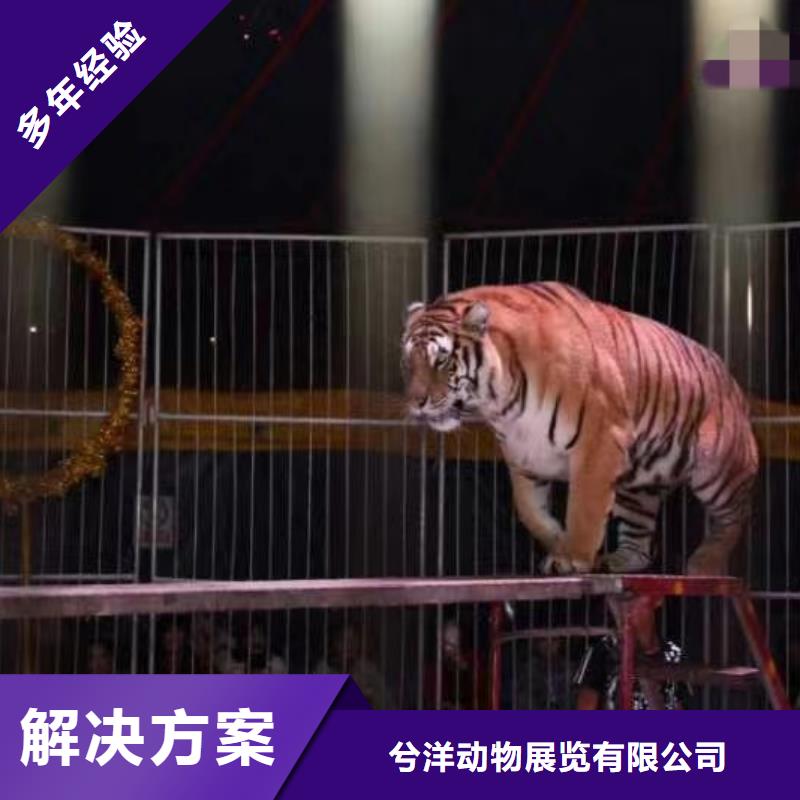 马戏团/羊驼马戏团表演正规团队