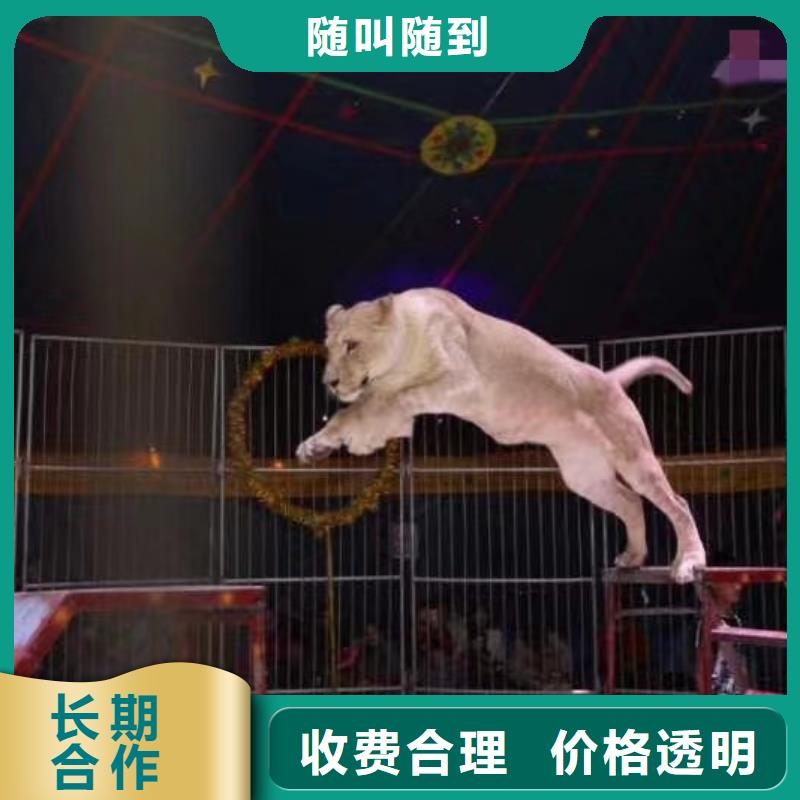 【马戏团/羊驼-羊驼出租欢迎询价】