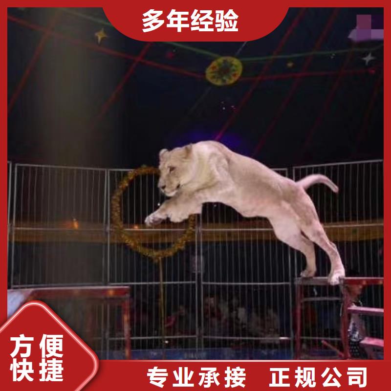 马戏团/羊驼-【海狮表演出租】专业可靠