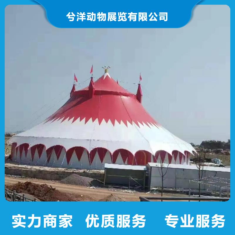 马戏团/羊驼,鹦鹉表演诚实守信