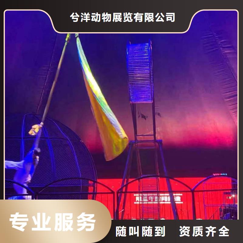 【马戏团/羊驼】羊驼出租多家服务案例