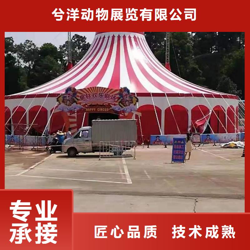 马戏团/羊驼动物表演租赁服务热情