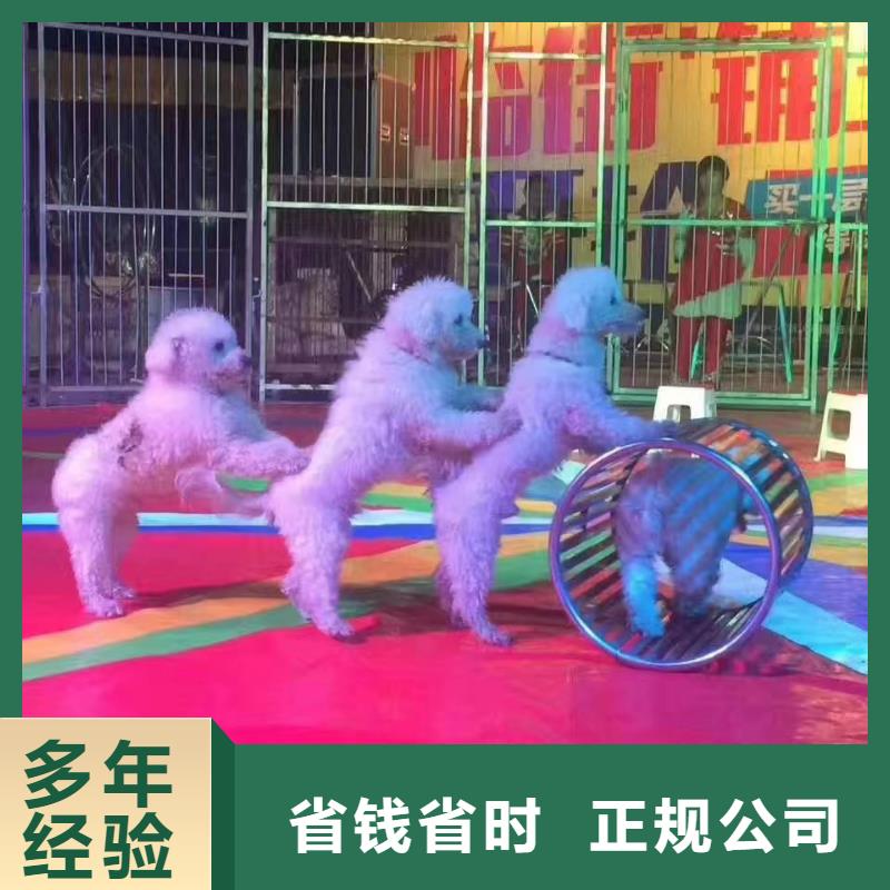 马戏团/羊驼美人鱼表演快速
