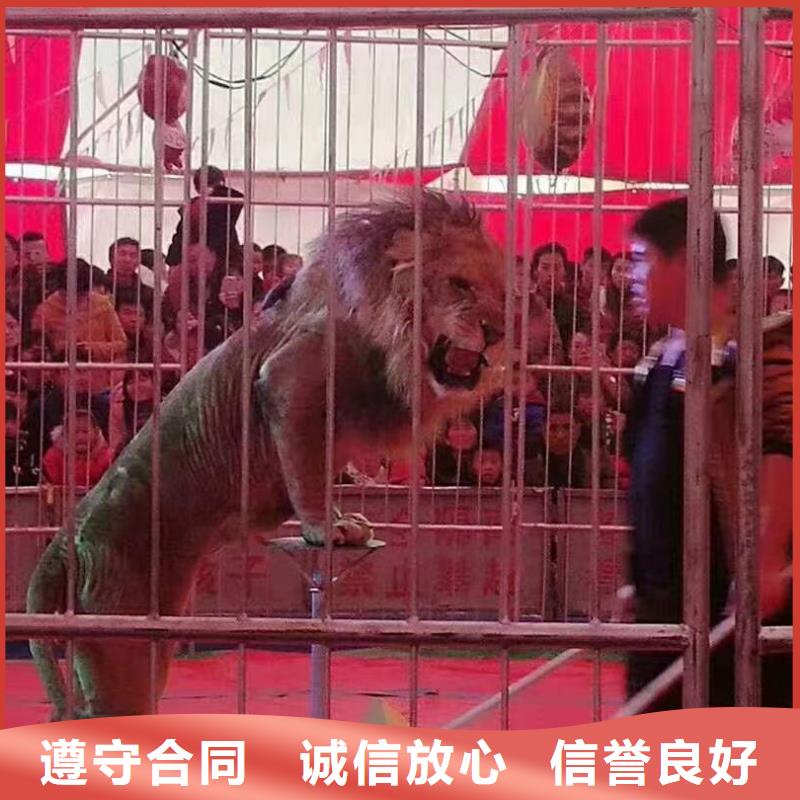 马戏团/羊驼 马戏团表演出租租赁专业可靠