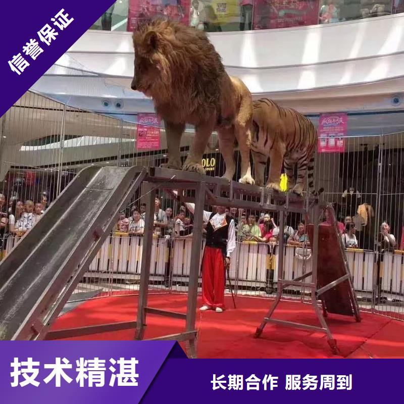 【马戏团/羊驼】羊驼出租多家服务案例