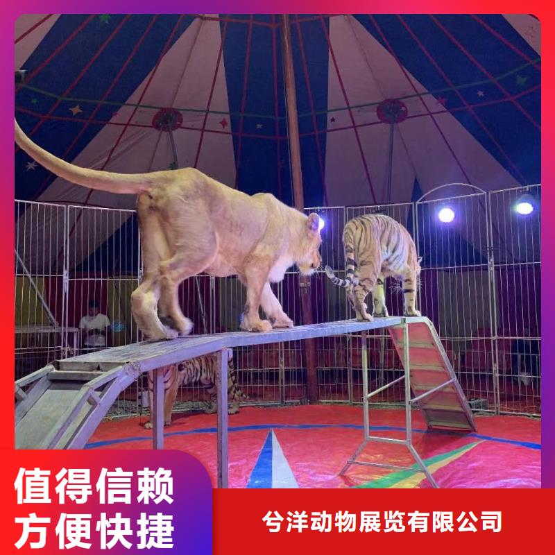 【马戏团/羊驼】羊驼出租多家服务案例