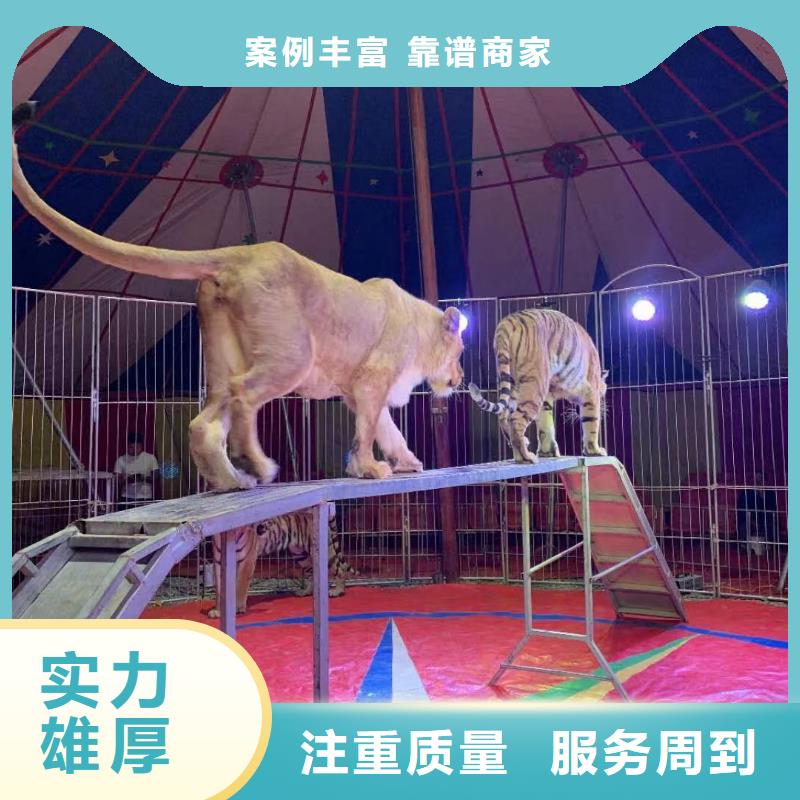 马戏团/羊驼马戏团表演效果满意为止
