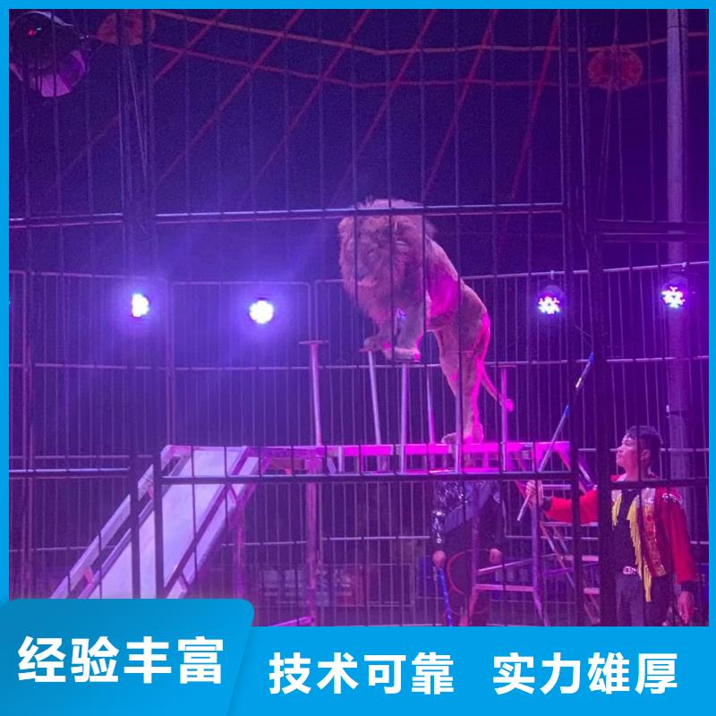 【马戏团/羊驼-羊驼出租欢迎询价】