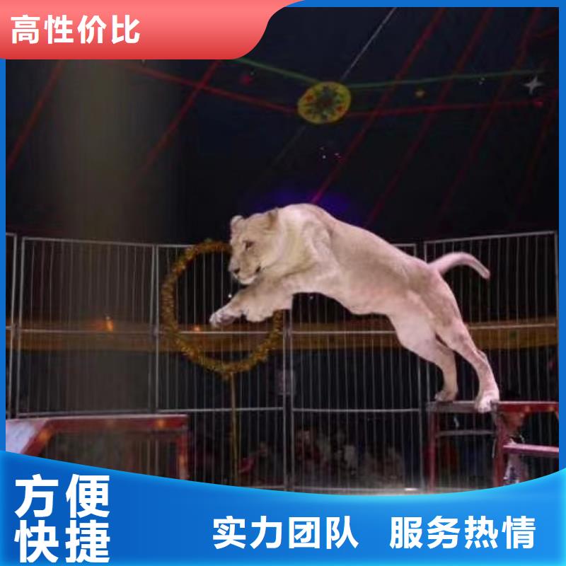 马戏团/羊驼海洋展租赁价格低于同行