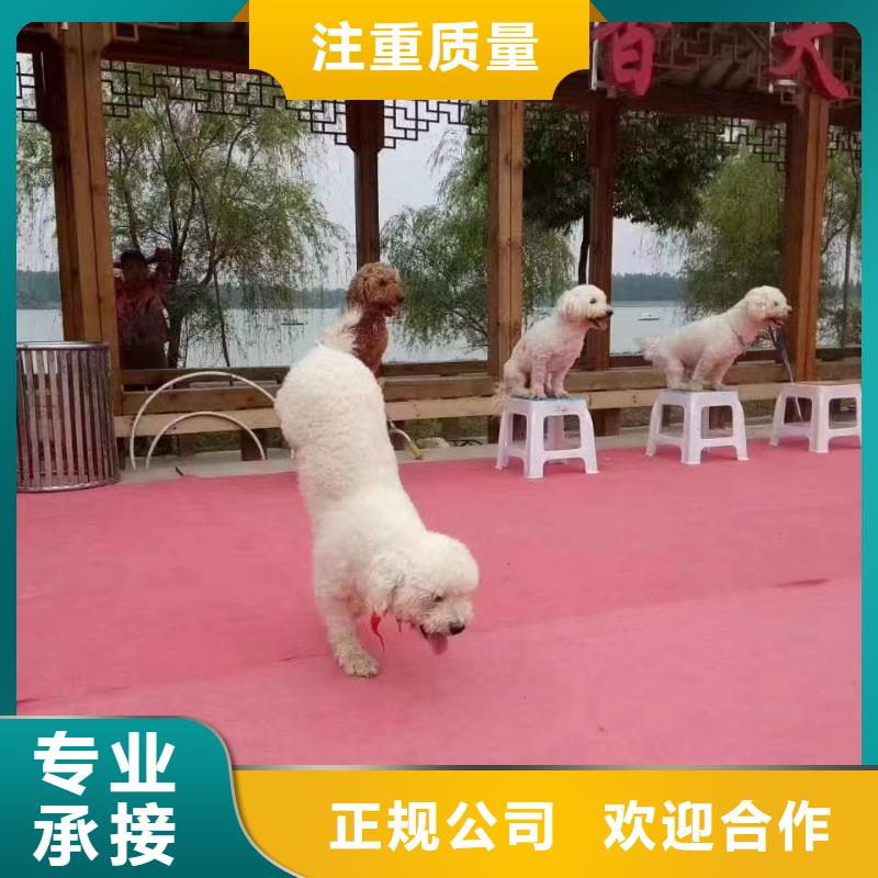 马戏团/羊驼-【海狮表演出租】专业可靠