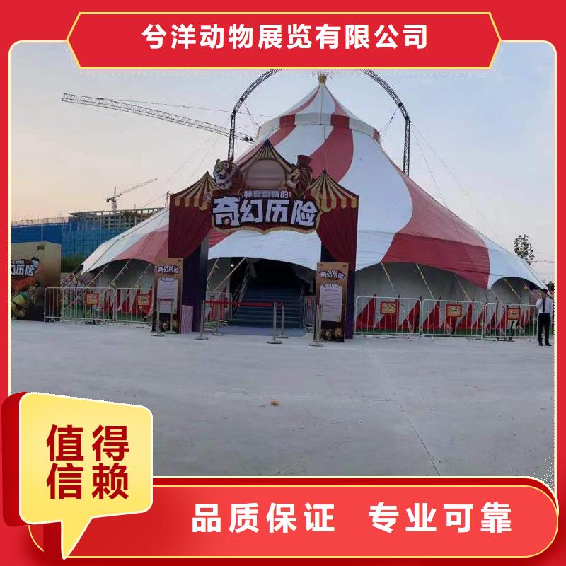 马戏团/羊驼【马戏团表演出租租赁】公司