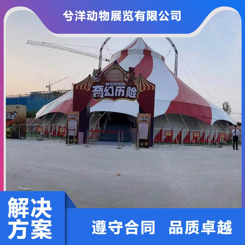 马戏团/羊驼出租动物表演专业团队