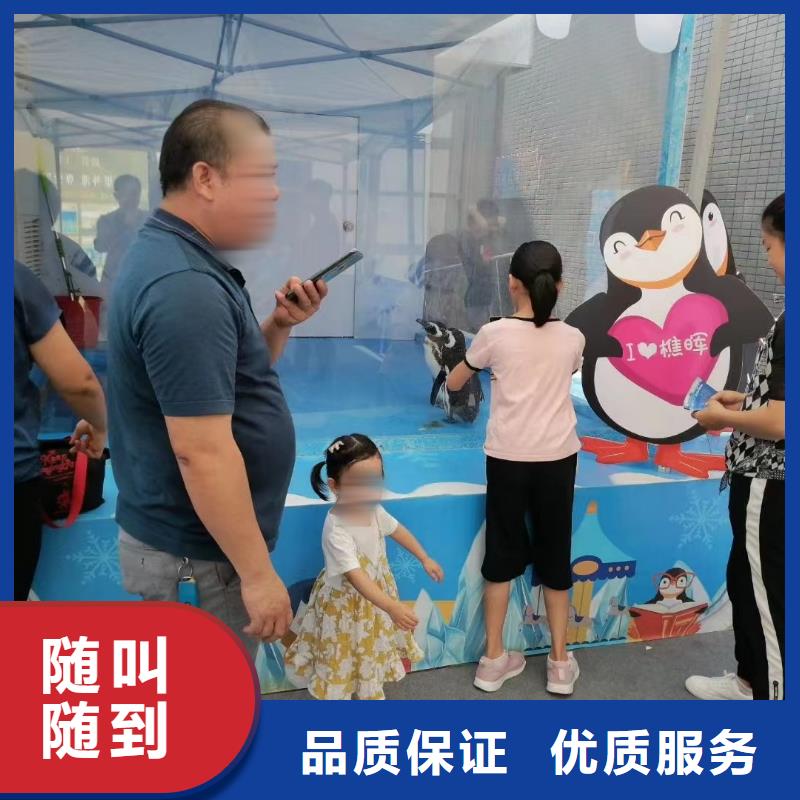 海洋主题动物表演-海狮表演出租案例丰富