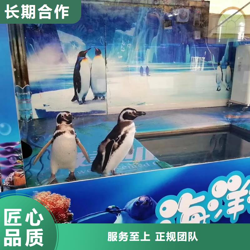 海洋主题动物表演企鹅出租表演多年经验
