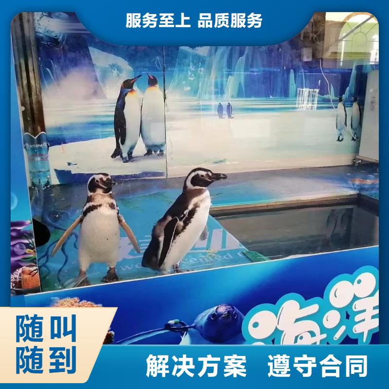 海洋主题动物表演-【出租动物表演】解决方案
