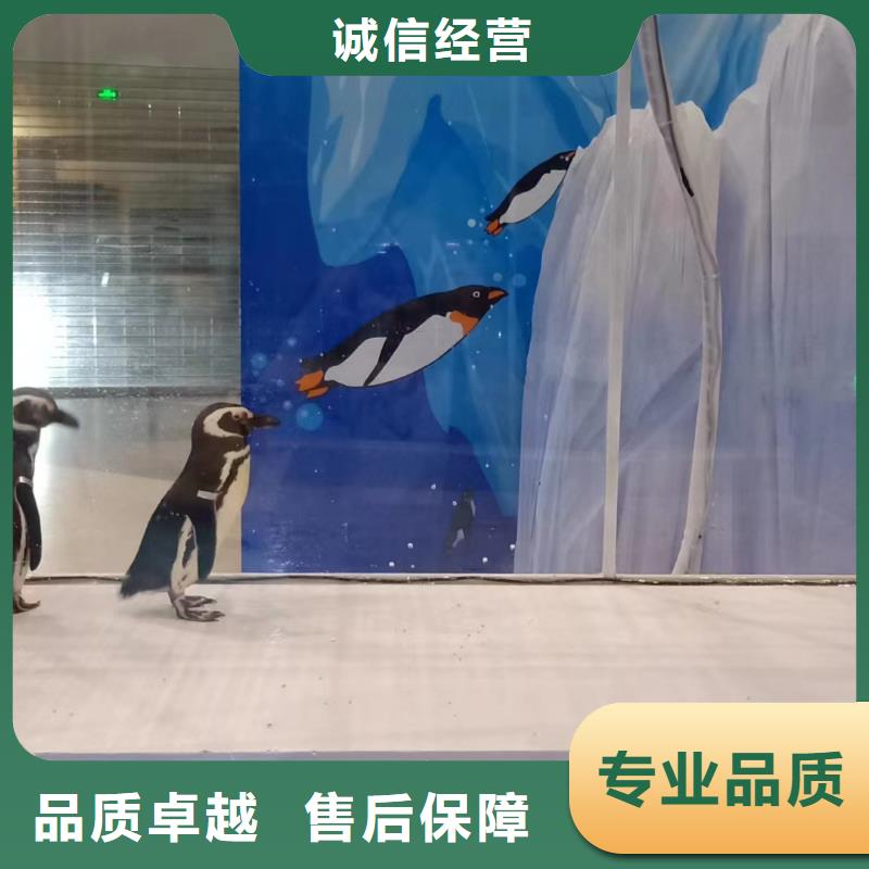 海洋主题动物表演羊驼出租诚信放心