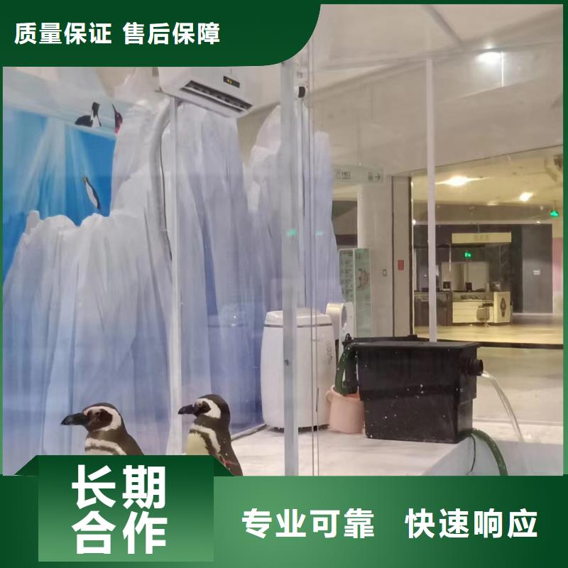 海洋主题动物表演_羊驼出租技术好