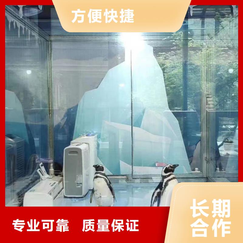海洋主题动物表演【海狮表演出租】一站式服务