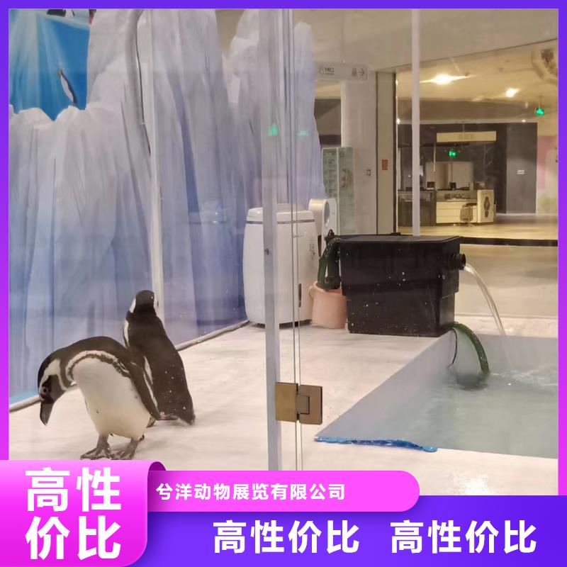 海洋主题动物表演企鹅出租表演多年经验