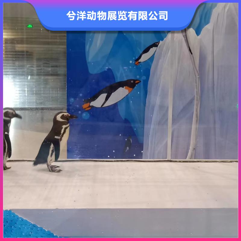 海洋主题动物表演马戏团表演快捷