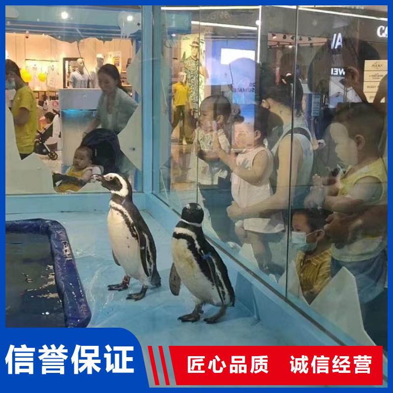 海洋主题动物表演美人鱼表演