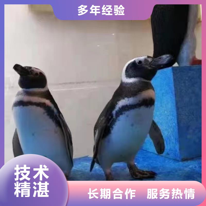 海洋主题动物表演企鹅租赁质量保证
