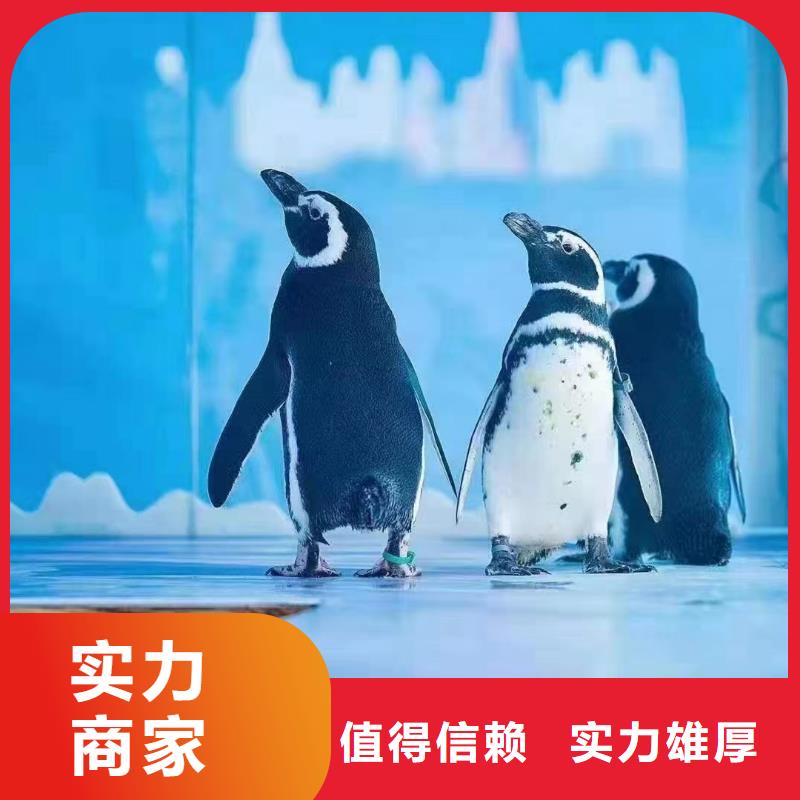 海洋主题动物表演海豚表演正规团队