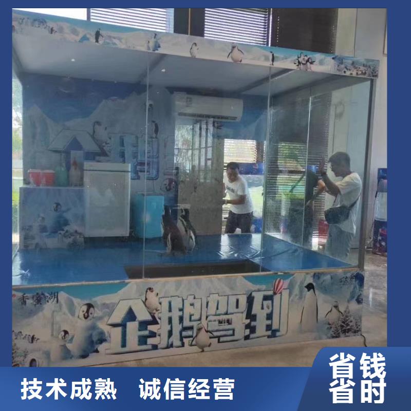 海洋主题动物表演_【表演羊驼租赁】正规