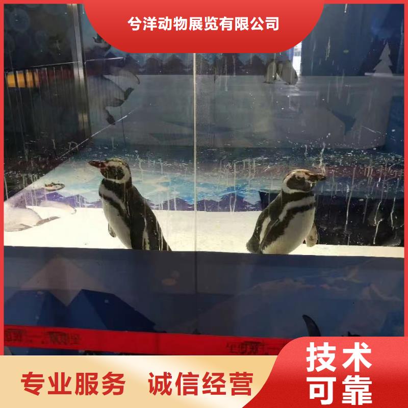 海洋主题动物表演羊驼出租实力强有保证