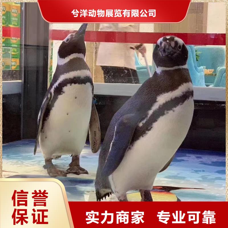 【海洋主题动物表演杂技表演有实力】