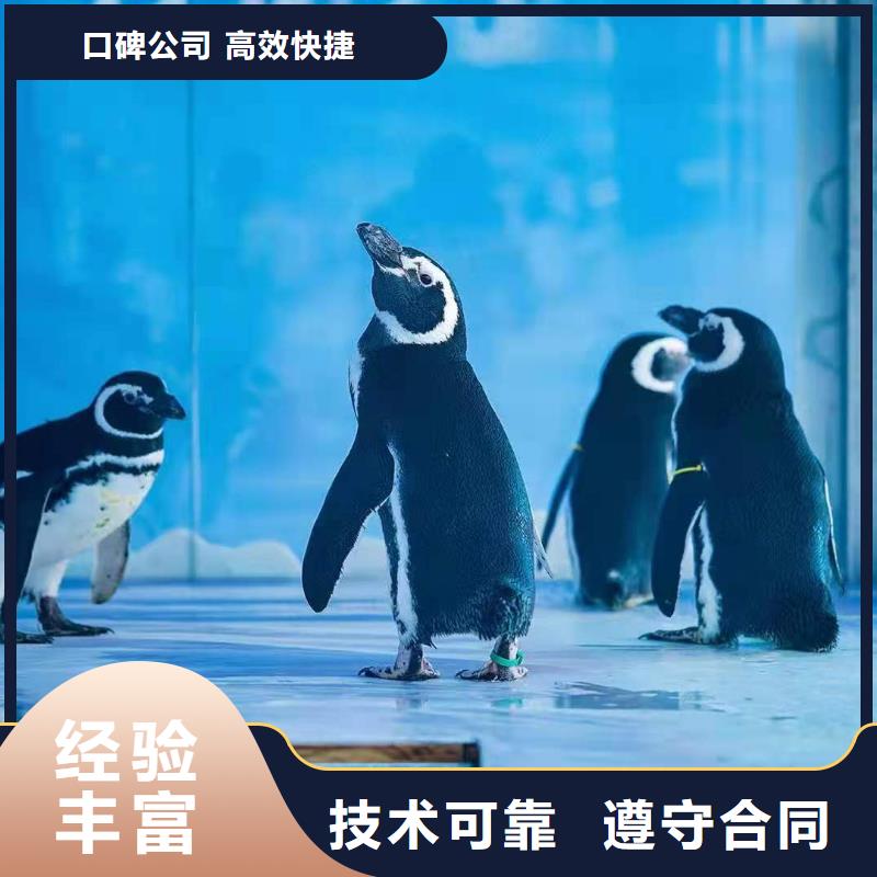 【海洋主题动物表演】鹦鹉表演租赁值得信赖