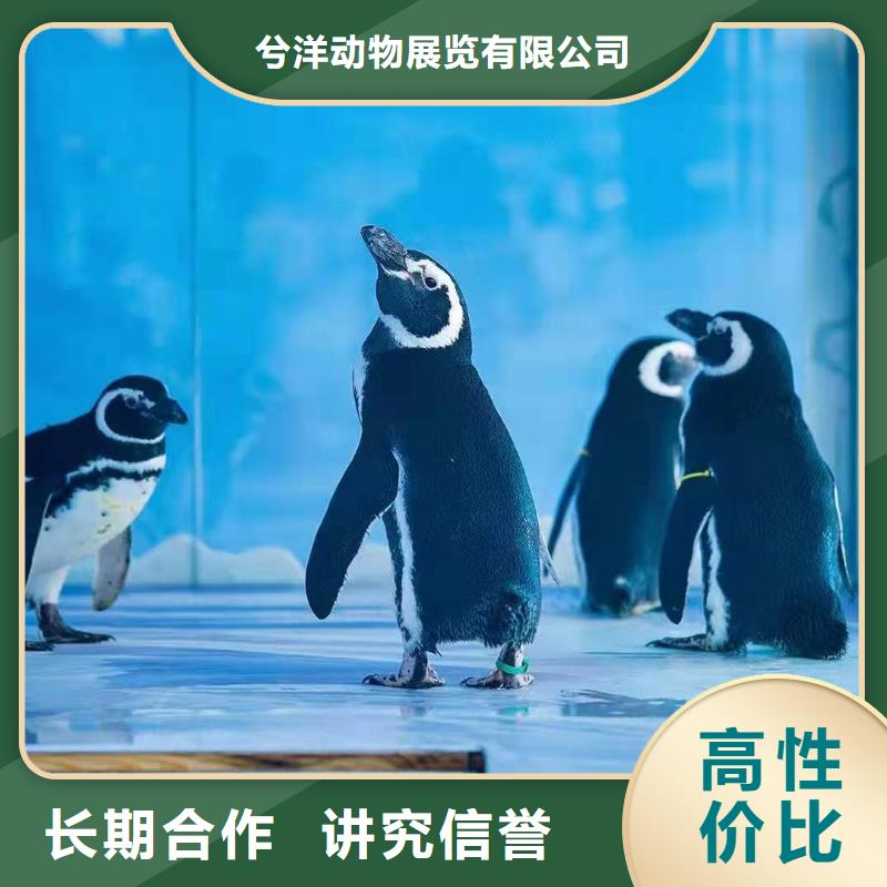 海洋主题动物表演羊驼出租技术可靠