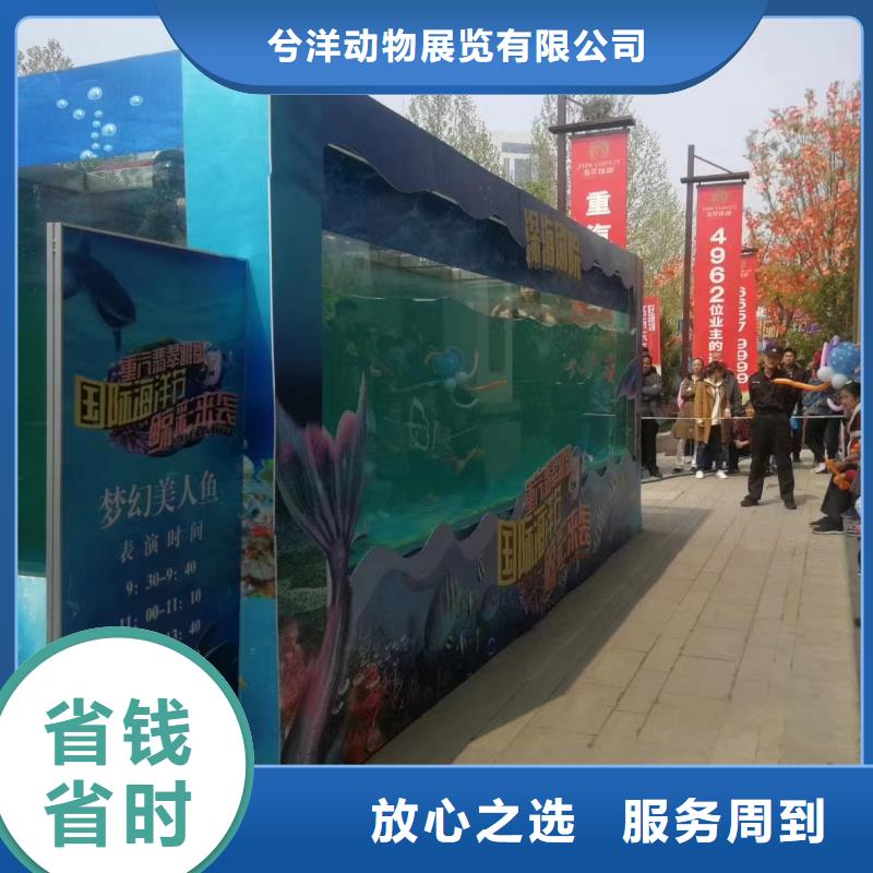 【海洋主题动物表演观赏性羊驼租赁技术成熟】
