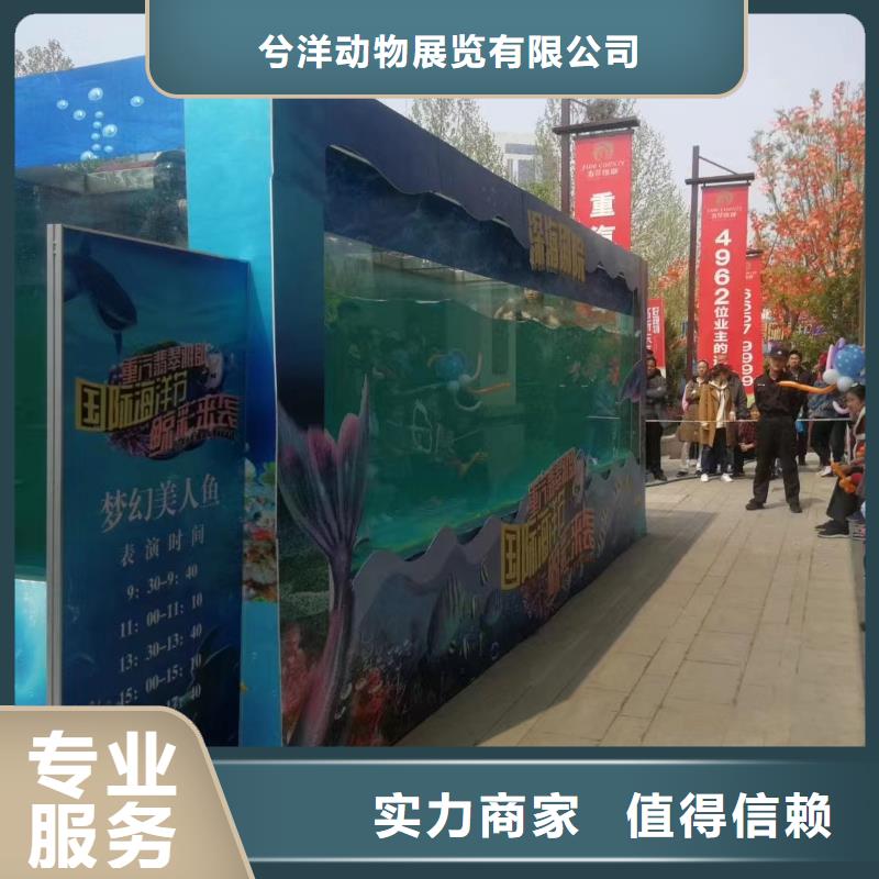 海洋主题动物表演房地产开盘庆典品质好