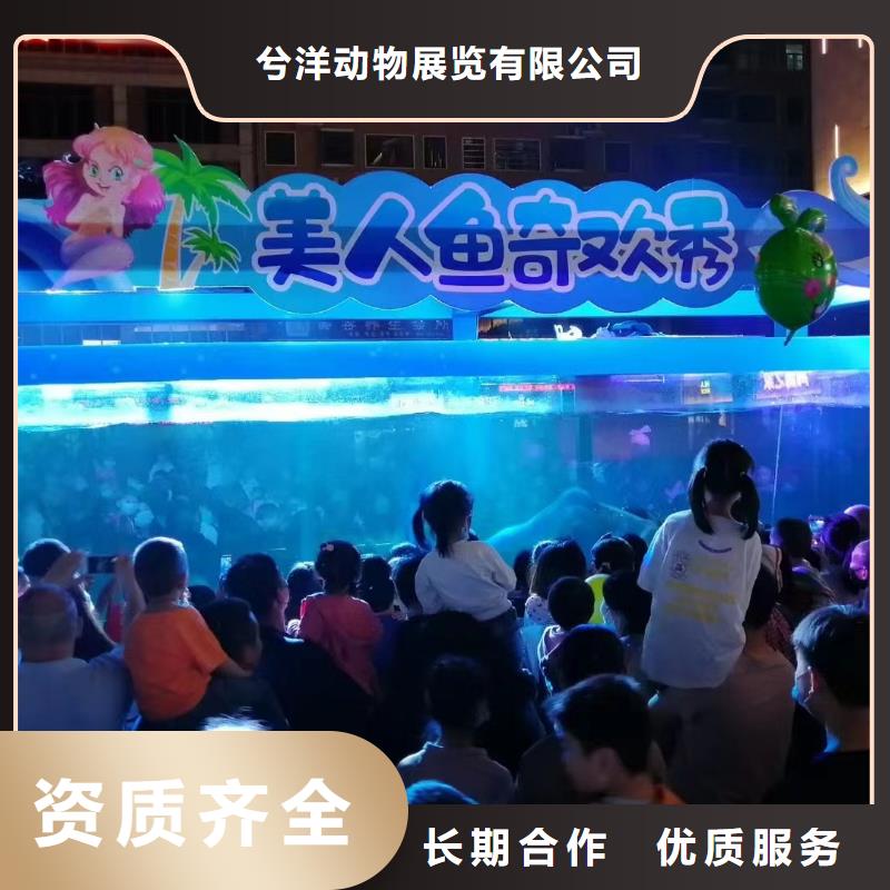 【海洋主题动物表演】-死轮表演实力强有保证