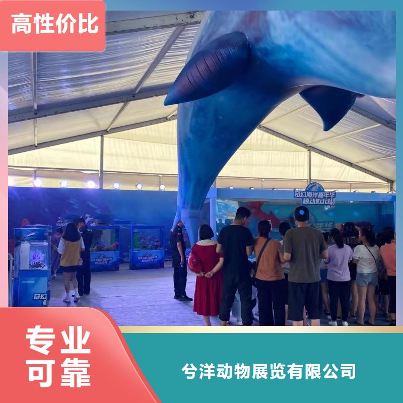 海洋主题动物表演出租羊驼放心之选